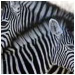 Some zebras