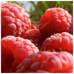 raspberry
